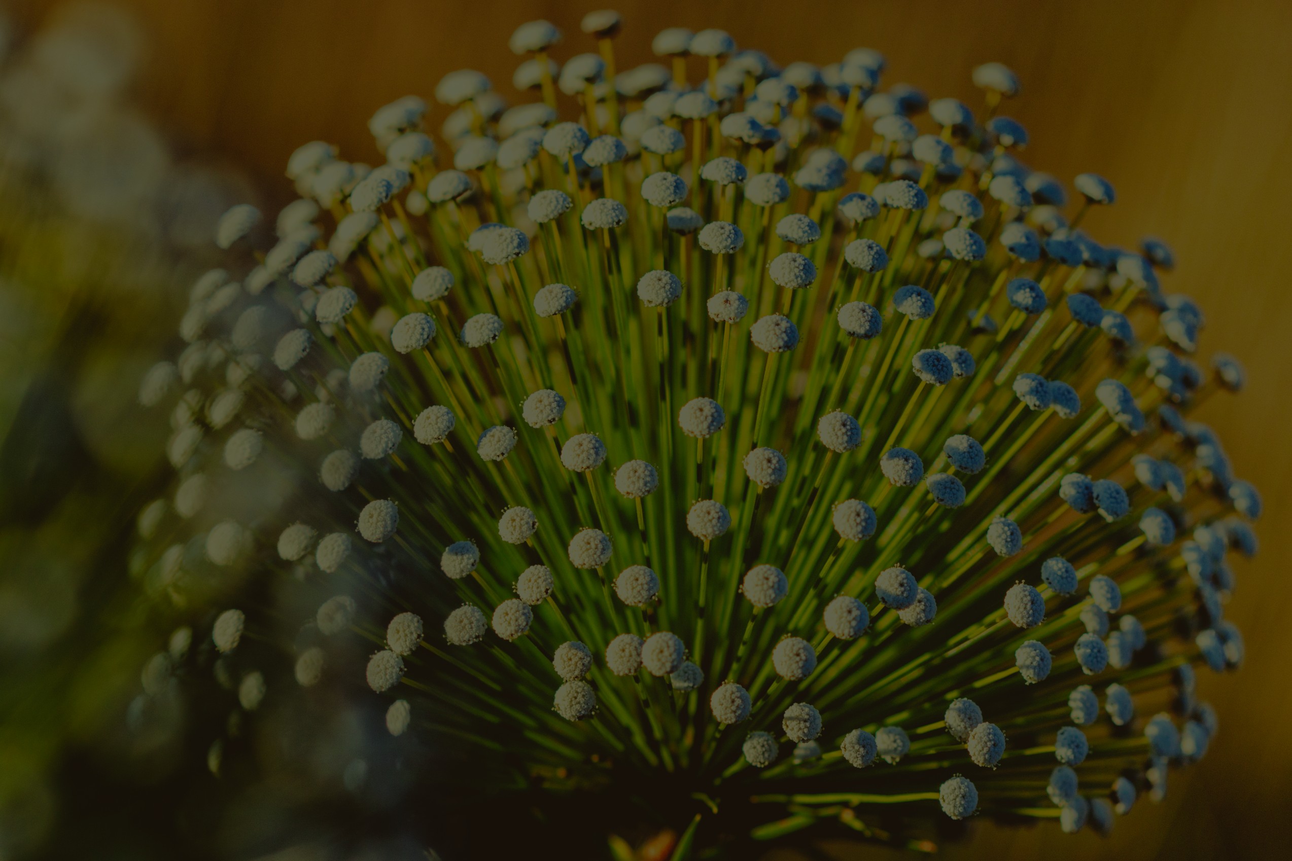 Blog Empório do Cerrado