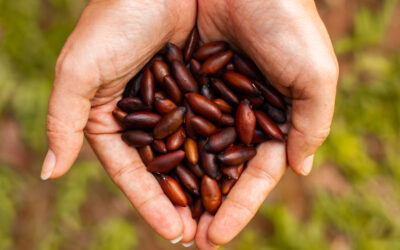 Regulamentação da Castanha de Baru na Europa