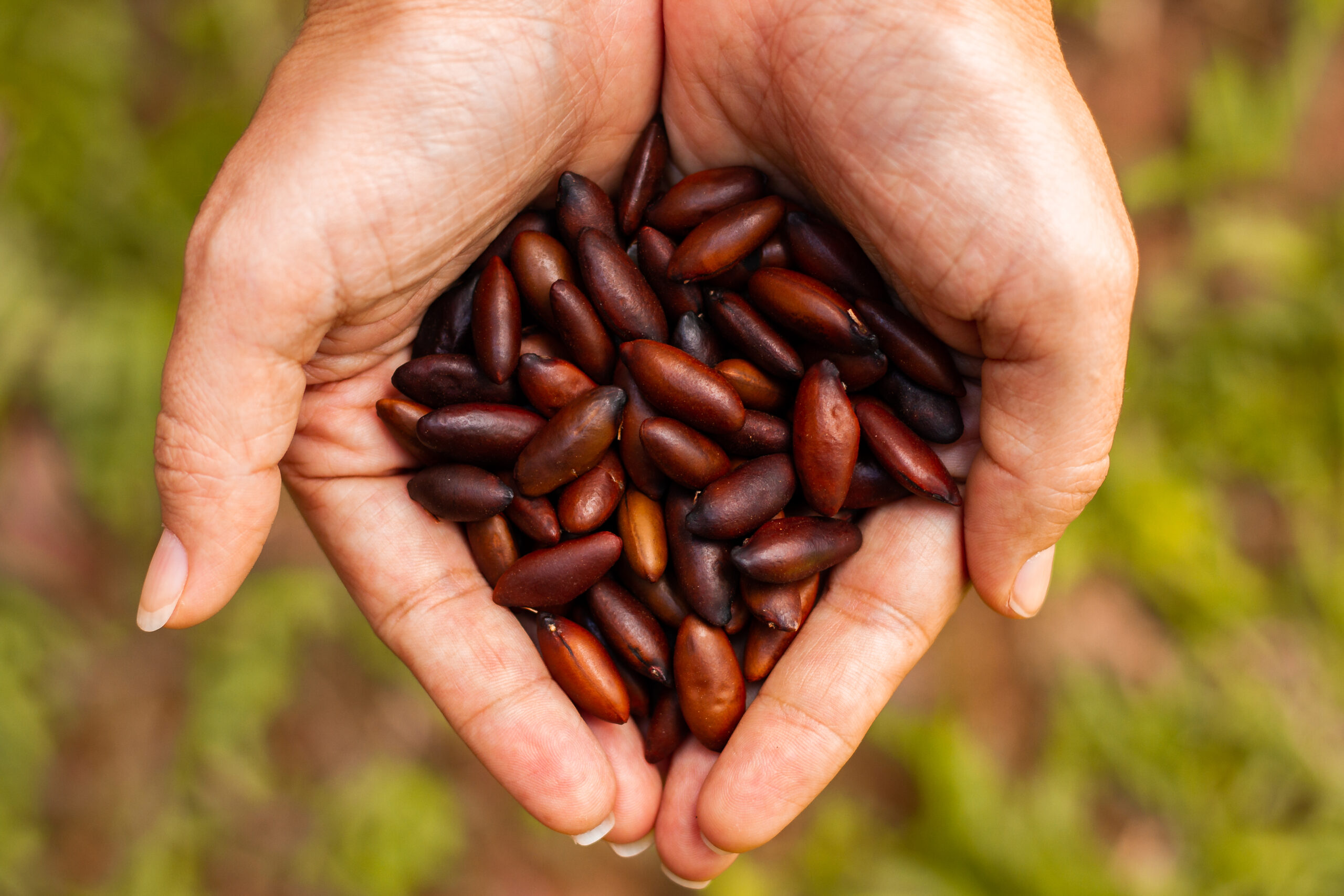 Regulamentação da Castanha de Beru na Europa